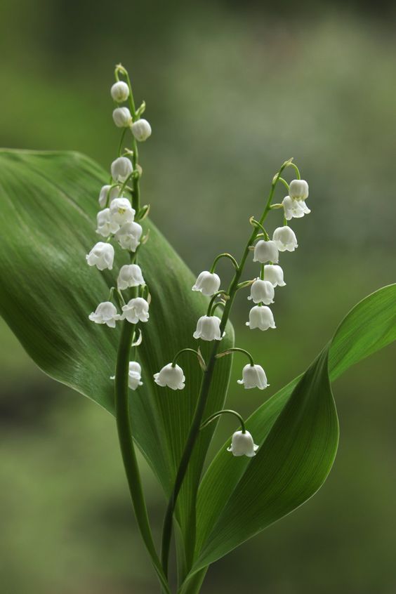 Beautiful lily of the valley